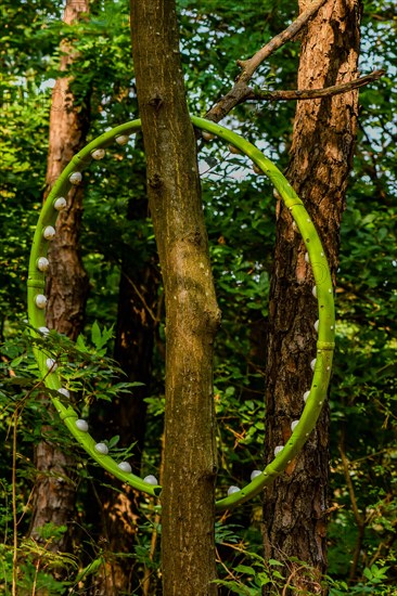 Broken green hula hoop hanging from tree branch in mountain woodland park in South Korea