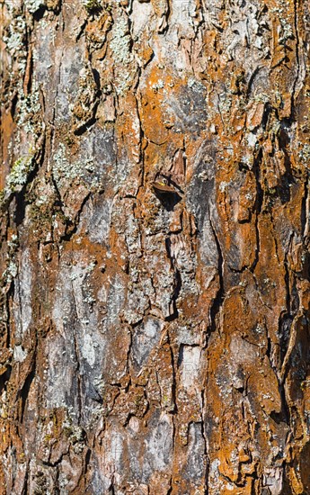 Brown tree bark texture of apple tree with sunlight