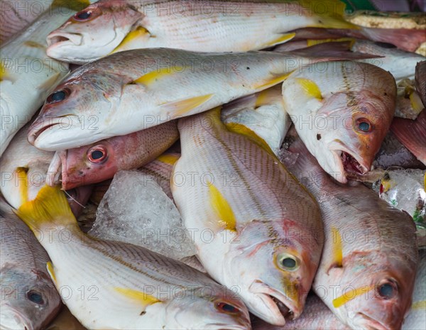 Fresh red snapper on ice on market