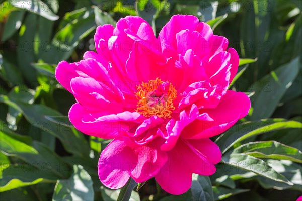 Pink peony flower in a botanical garden