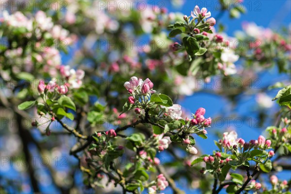 Blooming apple trees in spring park