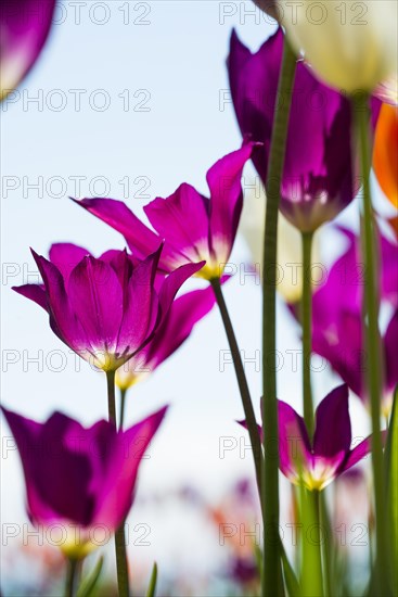 Blooming tulips, lakeside promenade, Ueberlingen, Lake Constance, Baden-Wuerttemberg, Germany, Europe