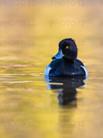 Male of Tufted Duck, Aythya fuligula, bird on water at winter time