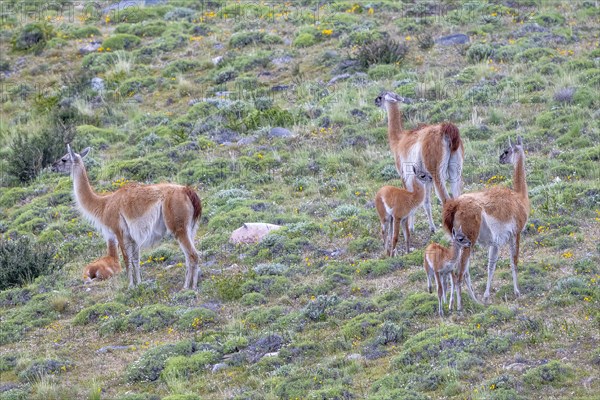 Guanaco (Llama guanicoe), Huanaco, group with young animals, Torres del Paine National Park, Patagonia, end of the world, Chile, South America