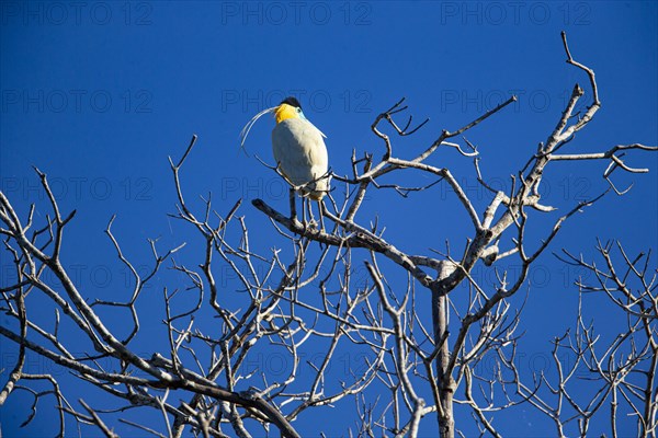 Capped Heron (Pilherodius pileatus) Pantanal Brazil