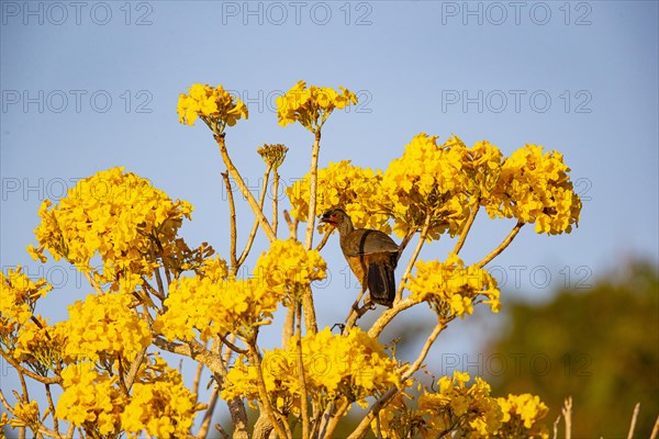 Chaco chachalaca (Ortalis canicollis) Pantanal Brazil