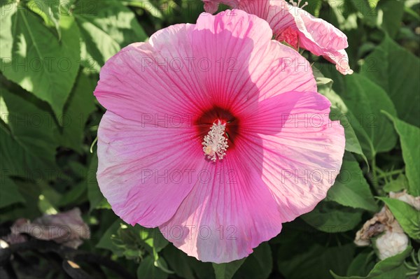 Flowering Hibiscus cultivar Red Heart (Hibiscus syriacus cultivar Red Heart) Florence, Tuscany, Italy, Europe