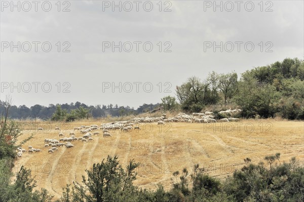 Sheep, Harvested wheat field, Landscape north of Sorano, Tuscany, Italy, Europe