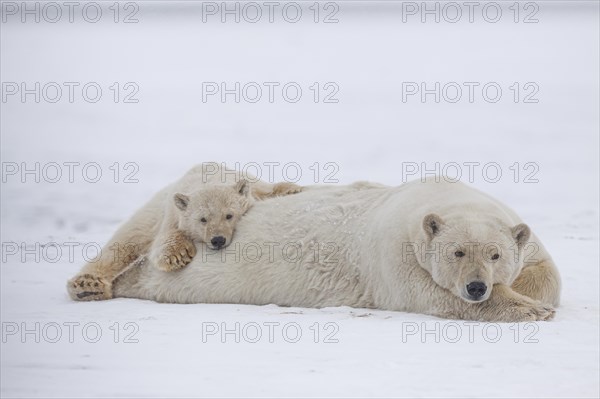 Polar bear (Ursus maritimus), mother and young lying peacefully in the snow, Kaktovik, Arctic National Wildlife Refuge, Alaska, USA, North America