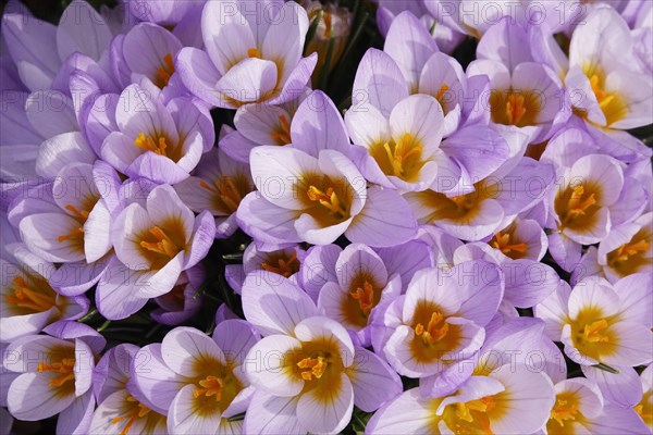 Enchanting crocus blossom, February, Germany, Europe