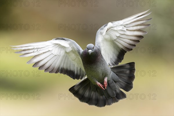 City dove (Columba livia forma domestica) in flight, wildlife, Germany, Europe