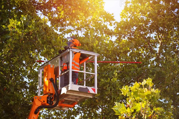 Workers on the work platform pruning or maintaining trees