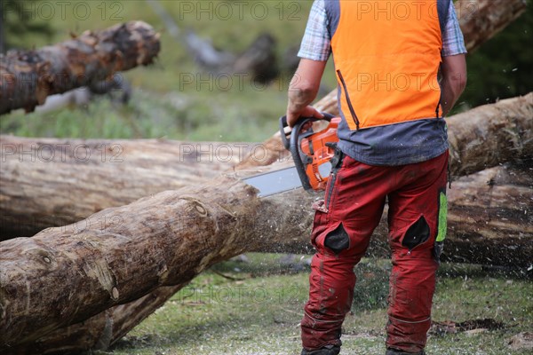 Logging work in the local forest, here in Upper Bavaria