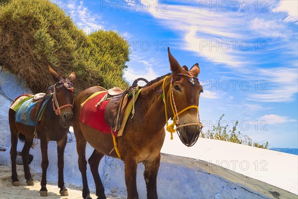 Mules waiting for tourists, Fira, Santorini, Thira, Cyclades, Greece, Europe