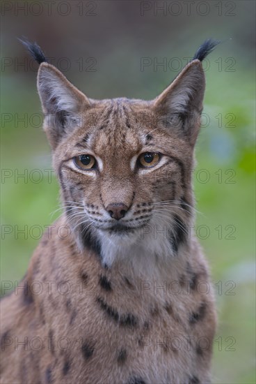 Eurasian lynx (Lynx lynx), portrait, Germany, Europe