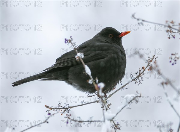 Blackbird (Turdus merula), male sitting in a shrub in winter, Germany, Europe