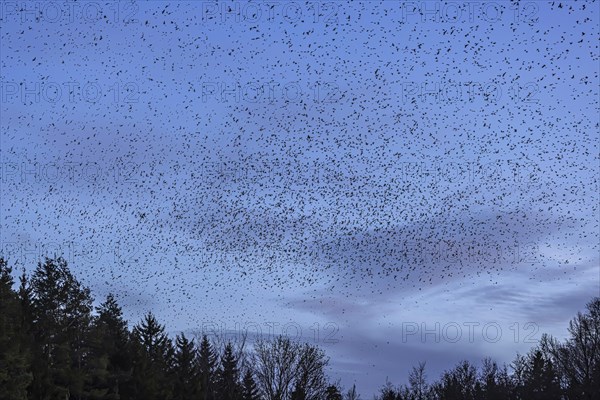 Natural spectacle in the Swabian Alb. Flocks of bramblings (Fringilla montifringilla) spend the winter near Schelklingen. They find plenty of food in the beech forests of the low mountain range. Experts estimate the number of birds at up to three million, Schelklingen, Baden-Wuerttemberg, Germany, Europe