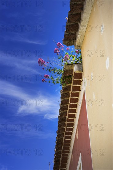Flower-covered roof, lovely, idyllic, flowers, decoration, architecture, facade, earth colours, clay plaster, building, house, Mediterranean, travel, holiday, Southern Europe, Monchique, Algarve, Portugal, Europe