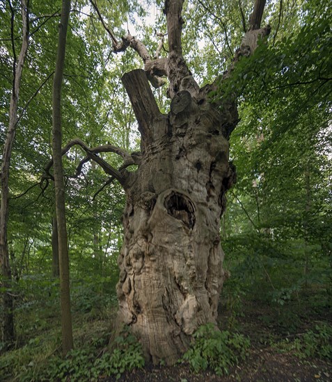 Dead oak tree (Quercus), 400 years old, 7.4 m in circumference, standing in a mixed forest, Mecklenburg-Western Pomerania, Germany, Europe