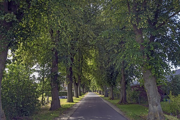 Avenue of large-leaved lindens (Tilia platyphyllos) on a village street, Rehna, Mecklenburg-Vorpommern, Germany, Europe