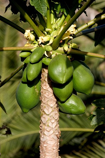 Fruits of Papaya, papaw, (Carica papaya) on a tree, La Palma, Canary Islands, Spain, Europe