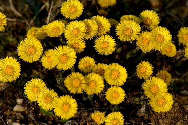 A group of coltsfoot (Tussilago farfara)