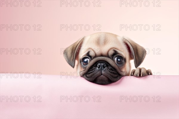 Cute pug dog puppy. KI generiert, generiert AI generated