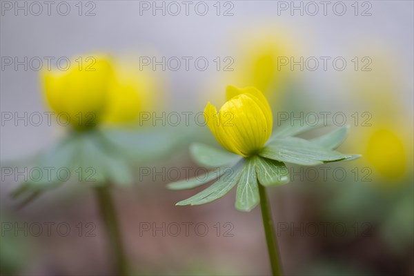 Flowering winter aconite (Eranthis hyemalis), Weinviertel, Lower Austria