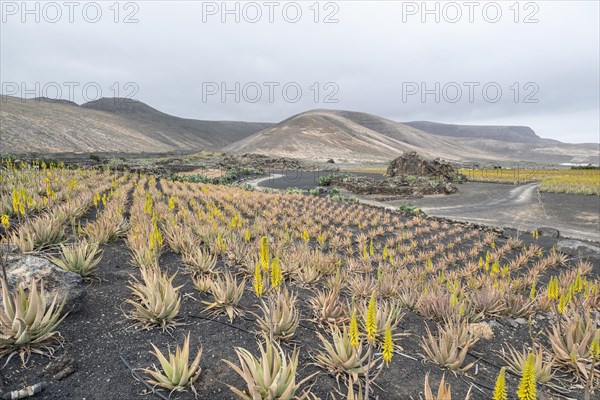 Aloe veras (Aloe vera), plantation, Haria, Lanzarote, Canary Islands, Spain, Europe