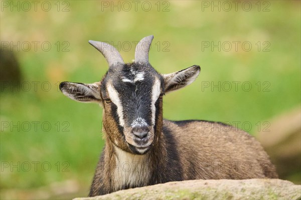 Domestic goat (Capra hircus) portrait, Bavaria, Germany, Europe