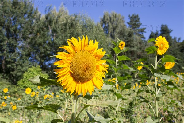 Sunflower (Helianthus annuus), Freising, Upper Bavaria, Bavaria, Germany, Europe
