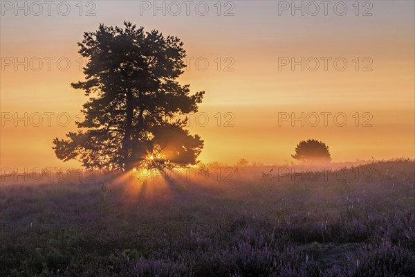 Sunrise in the Mehlinger Heide in bright backlight with a single tree