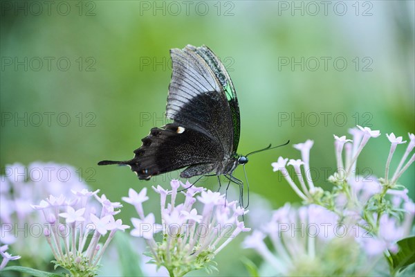 Paris peacock (Papilio paris) sitting on a flower, Germany, Europe