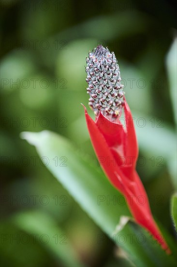 Pineapple (Ananas comosus) flower growing in a greenhouse, Germany, Europe