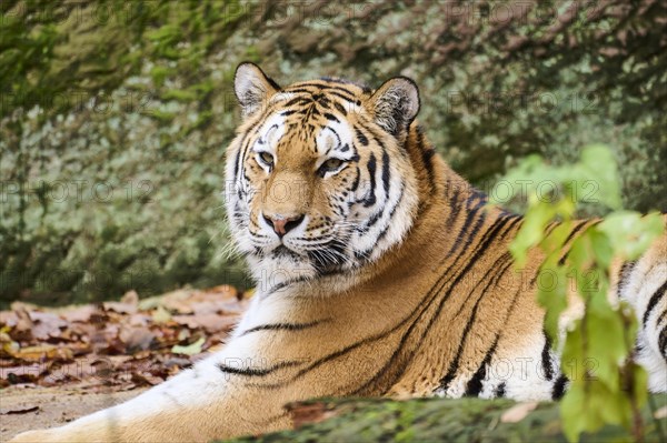 Siberian tiger (Panthera tigris altaica), portrait, lying, captive, Germany, Europe