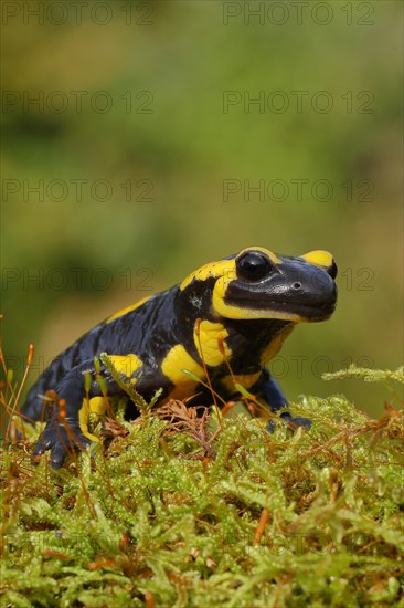 Fire salamander (Salamandra salamandra), running over moss, looking into the camera, animal portrait, wildlife, North Rhine-Westphalia, Germany, Europe