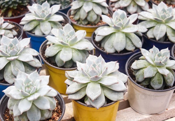 Small succulent plants background. greenhouse, top view, floral texture