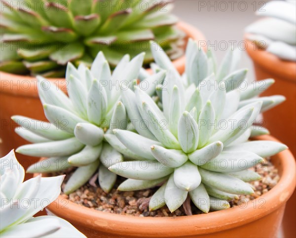 Various types of succulent in flower pots in the greenhouse. Closeup, selective focus