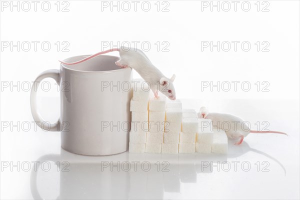 Two white laboratory mice crawling up the stairs from the sugar cubes and a cup, diabetes concept