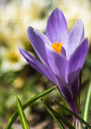 Crocuses blooming in the botanical garden in spring