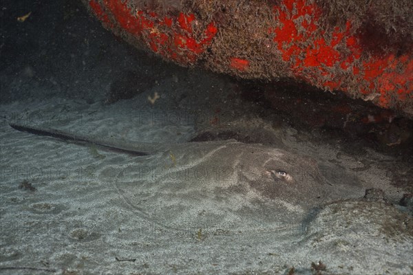 Round stingray (Taeniura grabata), dive site El Cabron Marine Reserve, Arinaga, Gran Canaria, Spain, Atlantic Ocean, Europe