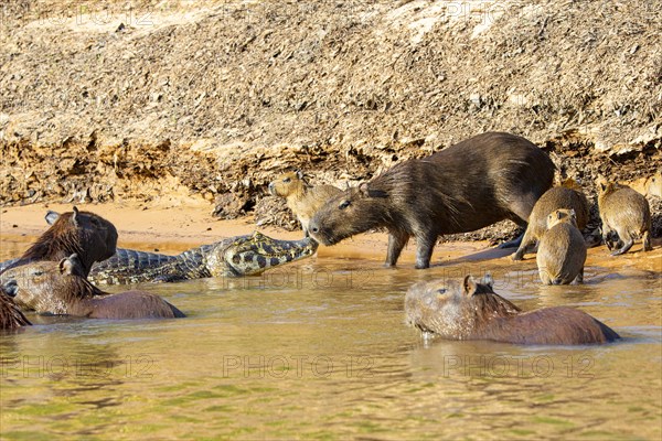 Capybara (Hydrochaeris hydrochaeris) Spectacled caiman Pantanal Brazil