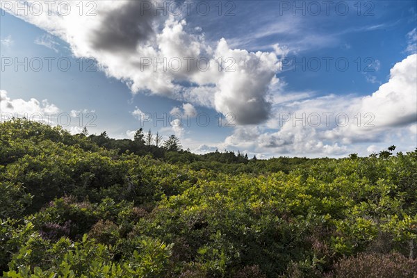 Blue sky with clouds (Cumulus mediocris) over an oak forest, Oksbol, Region Syddanmark, Denmark, Europe