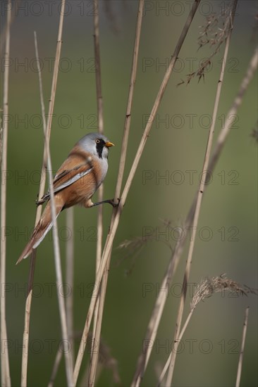 Bearded tit or reedling (Panurus biarmicus) adult male bird on a Common reed stem in a reedbed, England, United Kingdom, Europe