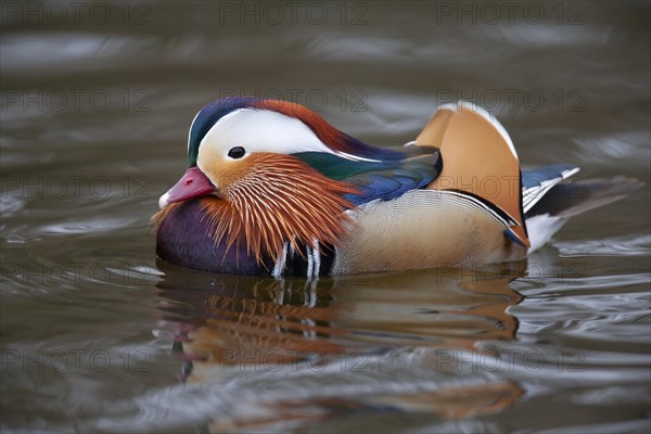 Mandarin duck (Aix galericulata) adult male bird on a lake, England, United Kingdom, Europe