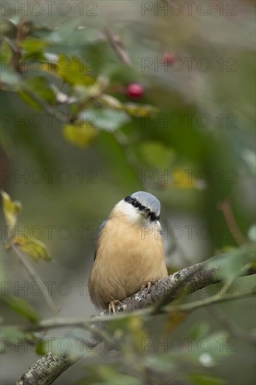 European nuthatch (Sitta europaea) adult bird on a tree branch, Wales, United Kingdom, Europe