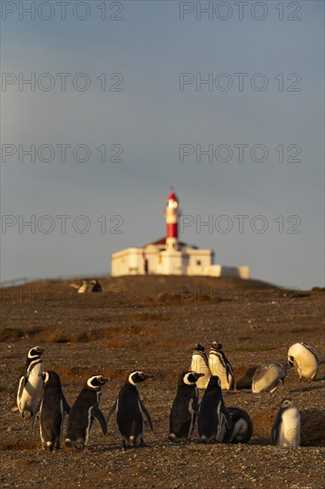 Magellanic penguins (Spheniscus magellanicus) in front of the lighthouse in the Penguin National Park on Magdalena Island, Magellanes, Patagonia, Chile, South America