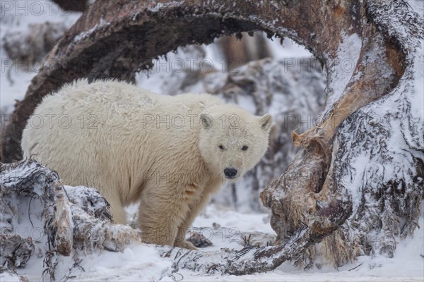 Polar bear (Ursus maritimus), young, standing between whale bones, Kaktovik, Arctic National Wildlife Refuge, Alaska, USA, North America