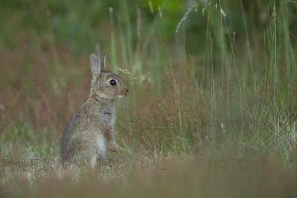 Rabbit (Oryctolagus cuniculus) juvenile baby animal standing alert on grassland, Suffolk, England, United Kingdom, Europe