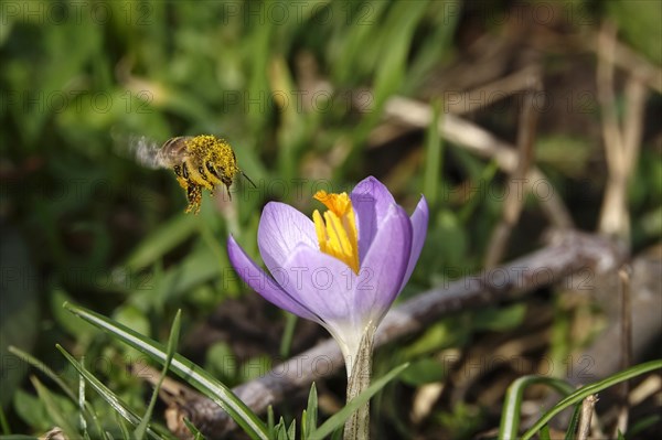 Enchanting crocus blossom with bee, February, Germany, Europe